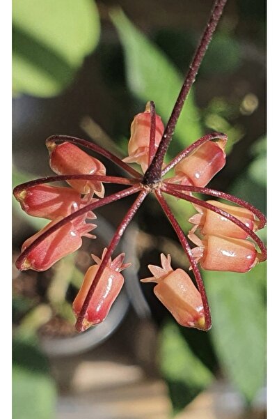 PLANT Hoya İnsularis Mum Çiçeği