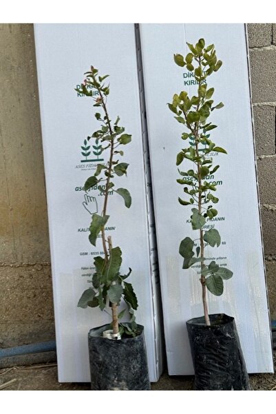 ASES Aşılı Tüplü 2 Adet(1 DİŞİ 1 ERKEK) Antep Fıstığı 40-60 Cm