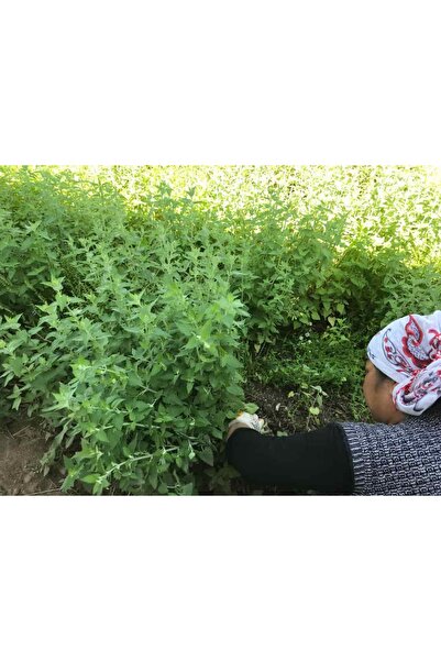 Haven Herbs & Blends Kedi Nanesi (Catnip) Tohumu | Nepeta cataria | 50 adet