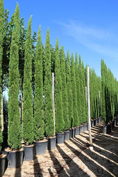 doğaşık Kara Selvi Ağacı - Bahçeniz İçin Mükemmel Peyzaj Bitkisi 3 yaşında tüplü