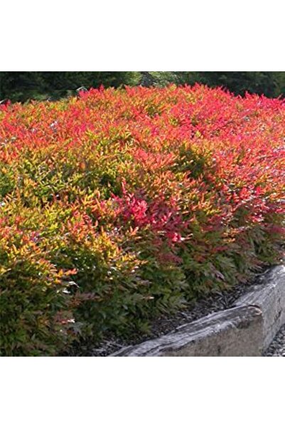 doğaşık 1 Adet Cennet Bambusu (Nandina Domestica) - Bahçeniz İçin Renkli Güzellik 2 yaşında tüplü