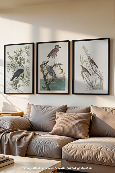 Basquiart Kuş İllüstrasyon 3'lü Siyah Çerçeveli Poster, Tablo Seti No:32