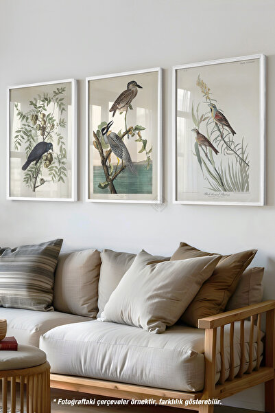 Basquiart Kuş İllüstrasyon 3'lü Beyaz Çerçeveli Poster, Tablo Seti No:32