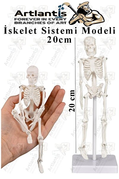 Artlantis İskelet Maketi 20 cm 1 Adet Eğitim İnsan İskelet Modeli İskelet Sistemi Haraketli İskelet Anatomisi