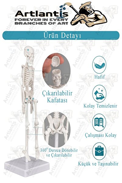 Artlantis İskelet Maketi 20 cm 1 Adet Eğitim İnsan İskelet Modeli İskelet Sistemi Haraketli İskelet Anatomisi