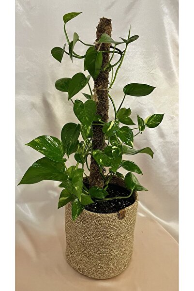 AGAPI Yosun Gövdeli Patos Salon Sarmaşığı-golden Pothos-PATHOS
