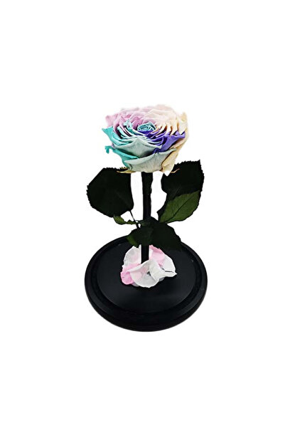 velve Trandafir Criogenat cu accesorii, blat negru, pe pat de petale, albastr...
