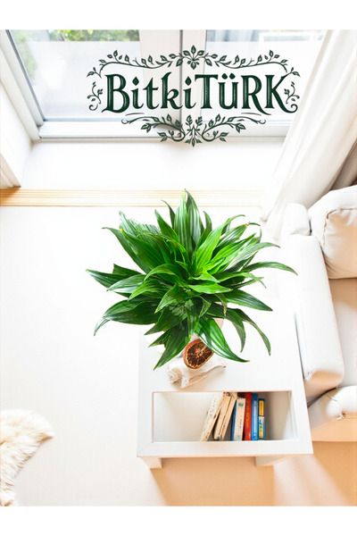 BitkiTÜRK Beton Saksıda İthal Draceana Compacte ofis salon hediye