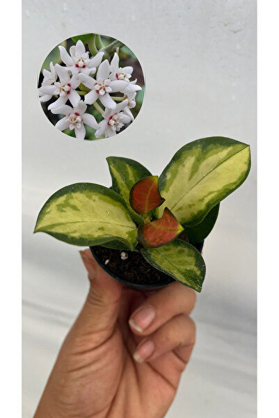 nazlı çiçekçilik Hoya Lisa Fide Mum Çiçeği 5,5lik saksıda