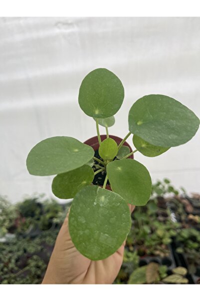 nazlı çiçekçilik Pilea Para ağacı fidesi 5,5lik saksıda