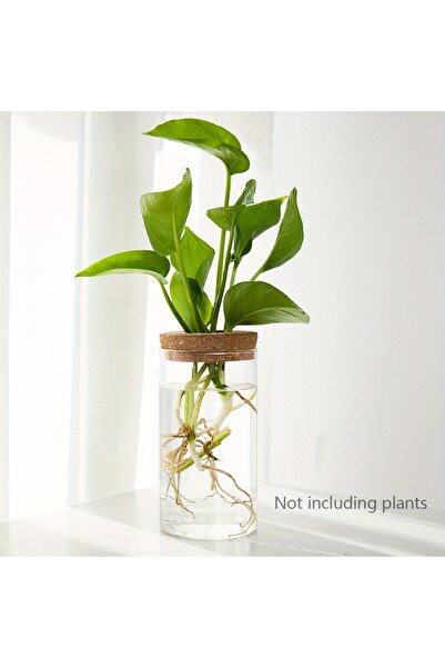 choice2 6.5 × 12 سم (2.56 × 4.72 بوصة)، قطعة واحدة، مزهرية زجاجية لزراعة النب...