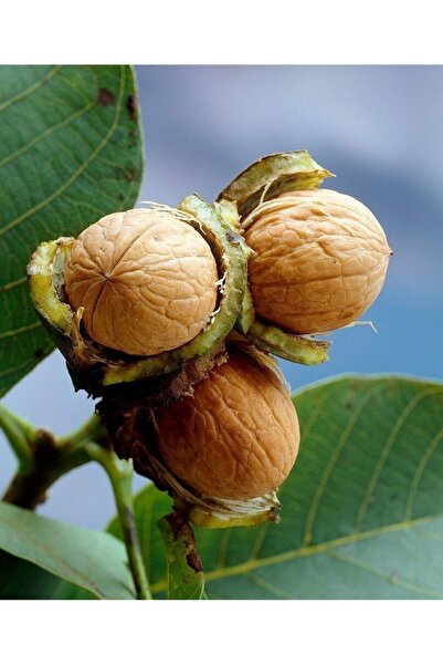 FİDANLIDAN Tüplü 4 Yaş Ağaç Formunda Chandler Ceviz Fidanı Boy 2 Metre