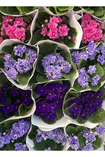 Floryalibotanik AFRİKA MENEKŞESİ - KARIŞIK RENKLİ İÇ MEKAN ÇİÇEKLİ BİTKİ