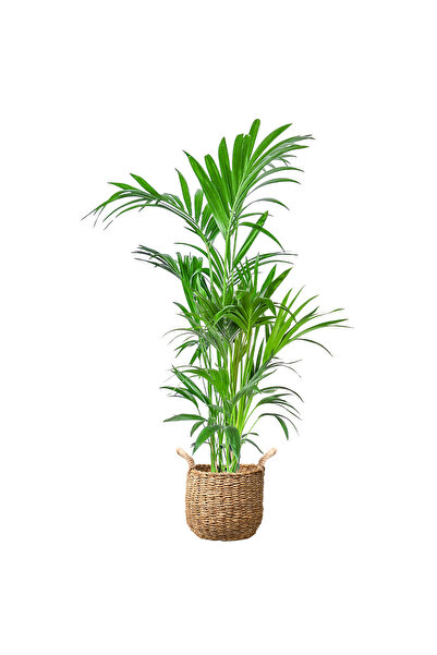 Fidanburada Kentia Palmiyesi Basic Hasır Saksılı (Howea Forsteriana) Large