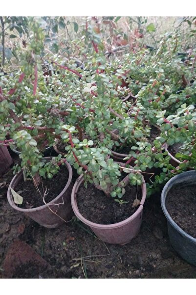 HİLAL TARIM ÇİFTLİĞİ Para çiçeği bitkisi (saksılı)