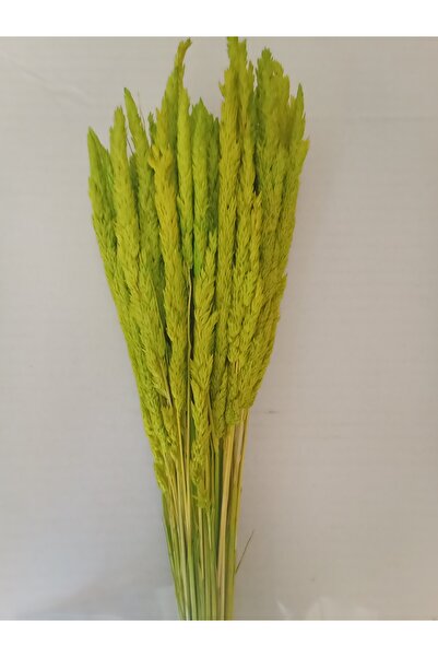 Esse Bahçe Kuru Çiçek Şoklanmış Göl Solucanı Otu FISTIK YEŞİLİ