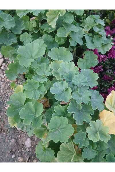 HİLAL TARIM ÇİFTLİĞİ Sardunya çiçeği( karışık renk)(isteğe bağlı açmış renk gönderilir)