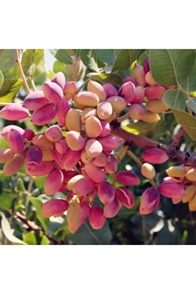 ASES Uc1 Anaçlı, 2 adet (1 erkek-1 dişi) 2yaş ,Aşılı Tekin çeşit Antep fıstığı boy 60-80 cm