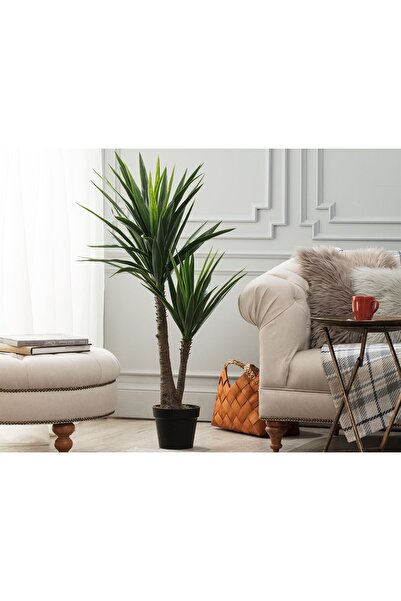 Madame Coco Buisson Topfpflanze