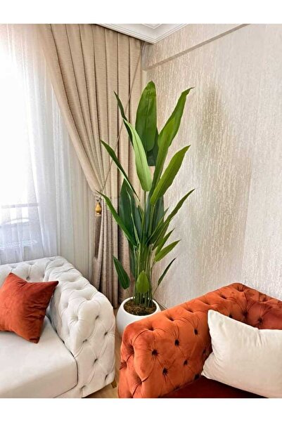 İremÇiçekçilik Beyaz Plastik saksıda 24 yapraklı 210 cm Starliçe