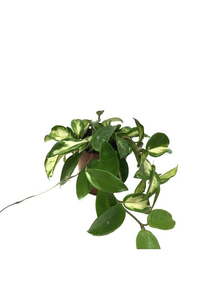 Betonish Hoya Carnosa 'Krimson Princess' (Mum Çiçeği)