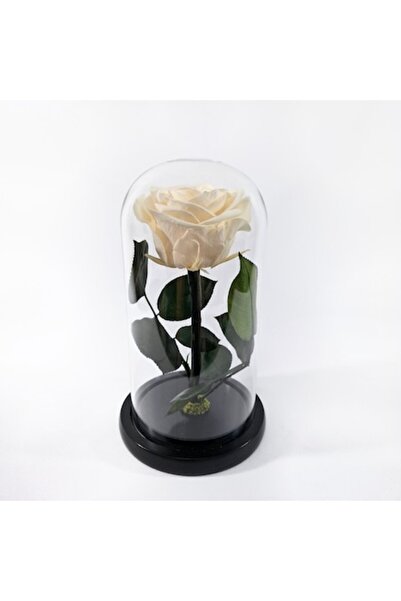 OEM Rose conservat premium cu șampanie în cupolă de sticlă, 10x20cm