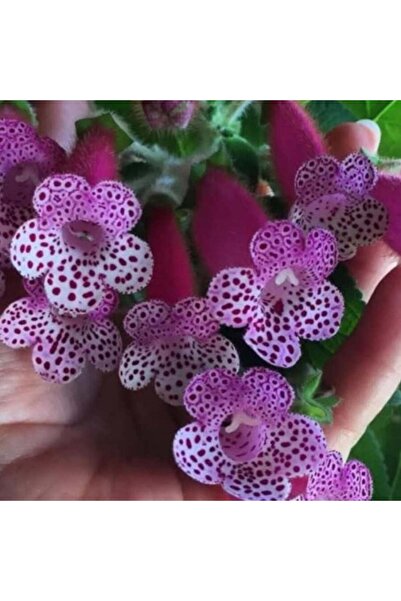 E-fidancim Koleksiyonluk Bts Maggie Kohleria Japon Küpelisi Çiçeği Fidesi (Mi...