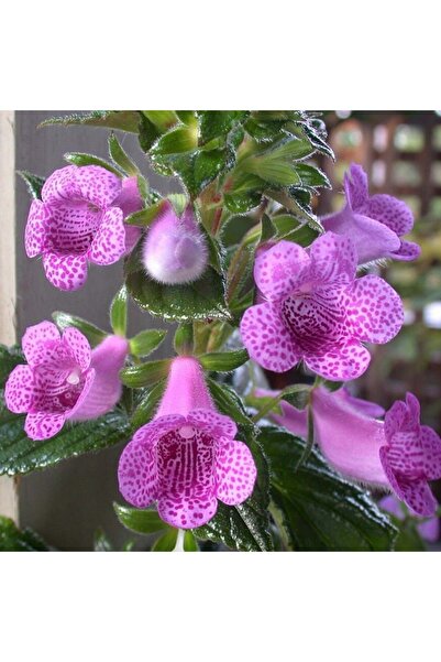 E-fidancim Koleksiyonluk X Gloximannia She Dancing Kohleria Çiçeği Fidesi Koh...