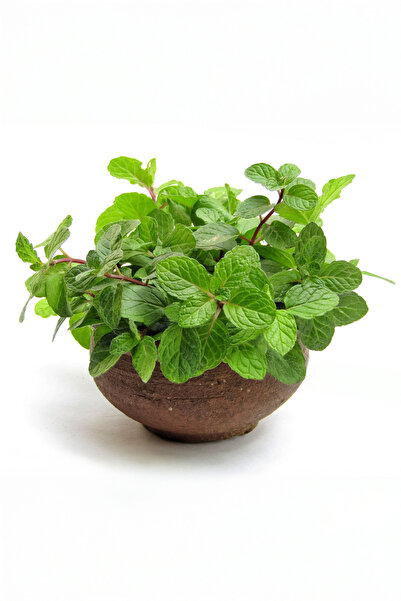Vasada 2 Adet Alman Nanesi Mentha Piperita Multimentha Portakal Aromalı Grana...