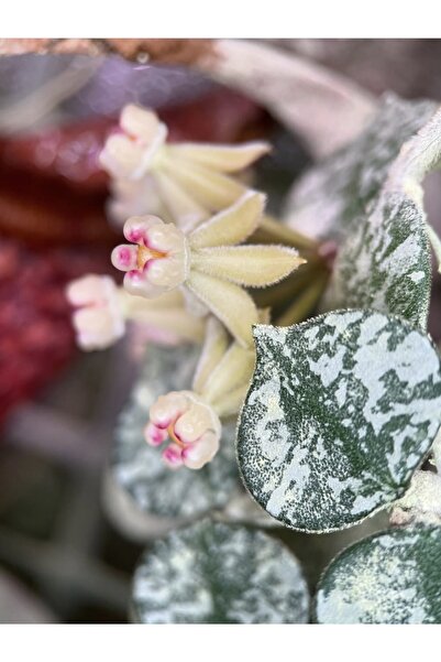 PLANT Hoya Curtisii Silver Splash Mum Çiçeği