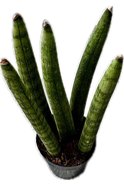 NO BRAND 🌿 Sansevieria (Paşa Kılıcı) – Hava Temizleyici Canlı Salon Bitkisi – Dayanıklı