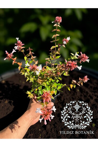 YILDIZ BOTANİK Beyaz Çiçekli Güzellik Çalısı Abelia Grandflora 15-20 CM