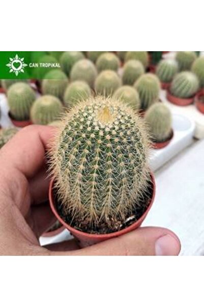 cantropikal Vatricania Guentheri Sarı Dikenli - Kaktüs