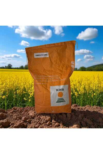 KWS UMBERTO HİBRİT KANOLA TOHUMU
