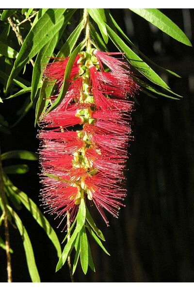 doğaşık Saksılı Fırça Çalısı Callistemon Fidanı Canlı Kırmızı Çiçekli 2 Yaşında