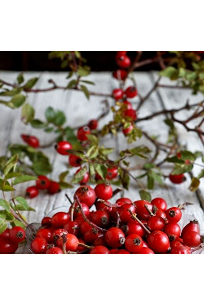doğaşık Kuşburnu Fidanı Bitkisi 2 adet [30 60 cm arası tüplü]