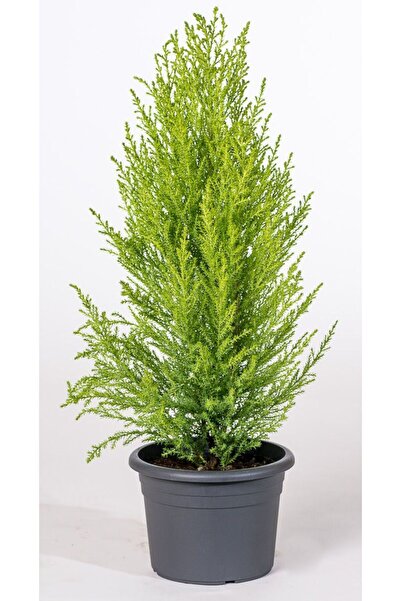 doğaşık Limon Servi [Limon çamı] 2 adet fidanı