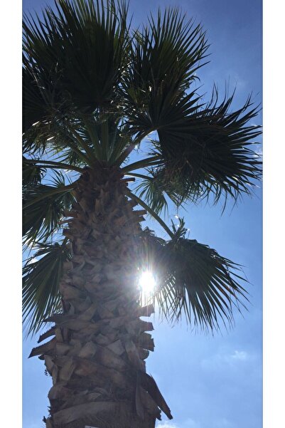 doğaşık Palmiye Fidanı 2 Yaşında Peyzajınızda Şık Ve Lüks Bir Görünüm Için Ta...