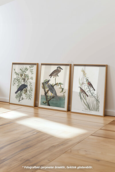 Basquiart Kuş İllüstrasyon 3'lü Ahşap Çerçeveli Poster, Tablo Seti No:32