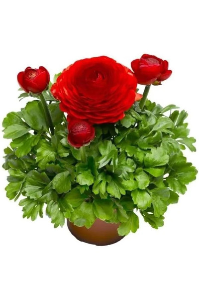 Genel Markalar Şakayık Tohumu (Kalıcı ve Katlı Çiçek) - Kırmızı Renkli - 5 Tohum