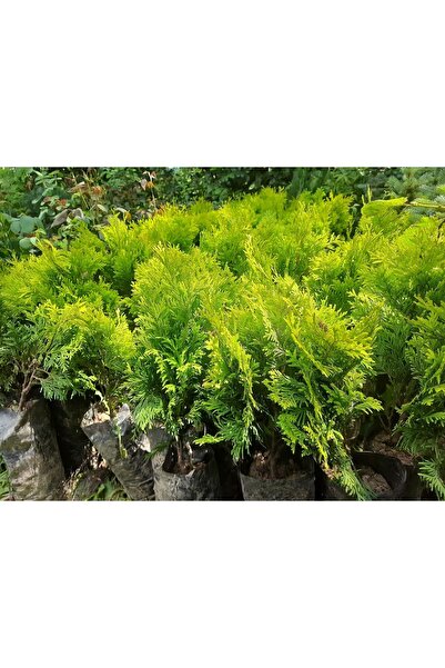 doğaşık Pramit Altuni Top Mazı fidanı