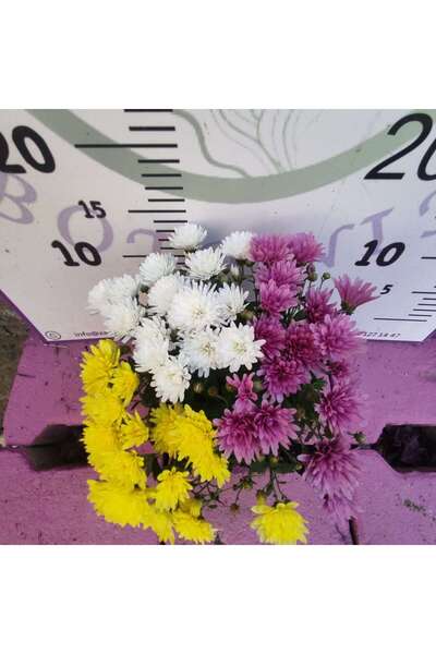 Zambak Botanik Tek saksıda 3 renkli kasımpatı (Sarı, Mor, ve Beyaz) Eylül Ekim ve Kasım aylarında çiçeklidir