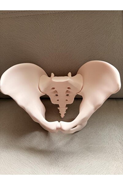 NERFORM Anatomik pelvis Modeli-pelvis Maketi