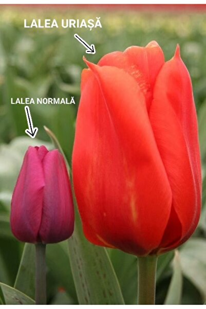 Bulbi și Plante GIANT TULIPS - 5 BULBS