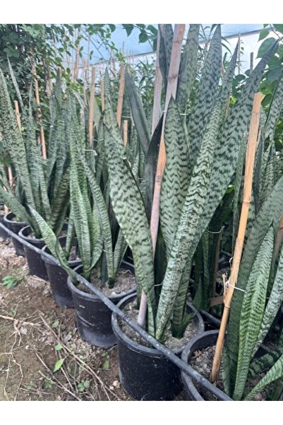 ASES 3/4 KÖKLÜ ,BÜYÜKBOY KILIÇ ÇİÇEĞİ 100-120 CM