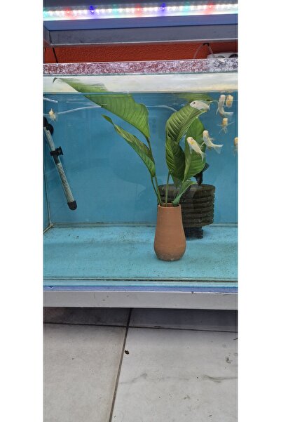 Meç Anubias Heterophylla (L326) 40CM