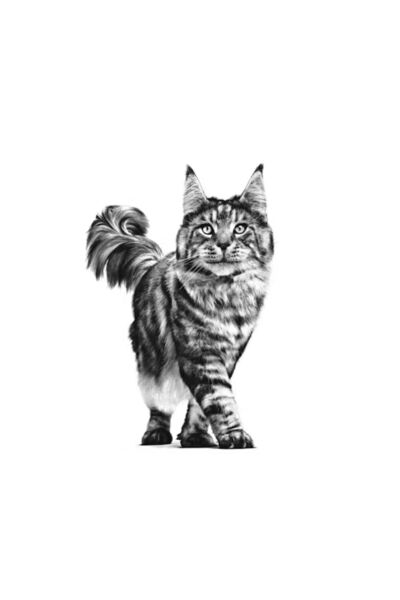 Royal Canin Veterinary Hipoalerjenik Hypoallergenic Kedi Kuru Maması 2,5 Kg (SKT:10.2026)