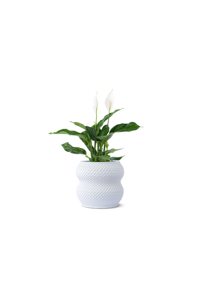 sultan garden center White Cement Pot oval shape
