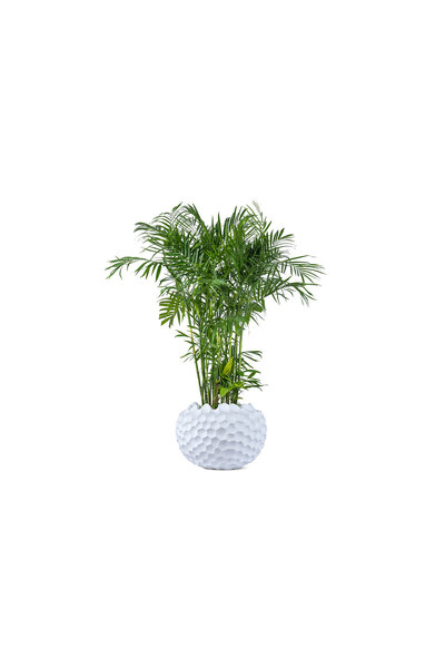 sultan garden center Spherical Fiberglass Pot White