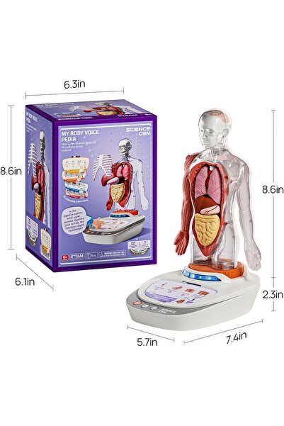 TOYFEST Sesli İnsan Vücudu Modeli Bilim Seti